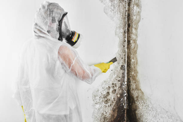 Best Health and Safety Mold Remediation in West, TX
