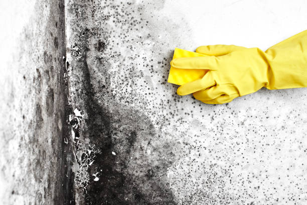 Best Localized Mold Remediation (e.g., coastal areas, humid climates) in West, TX