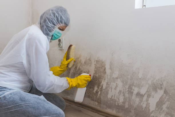 Reliable West, TX Mold Remediation Solutions