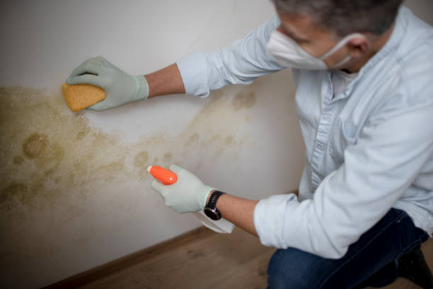 Best HVAC Mold Remediation in West, TX