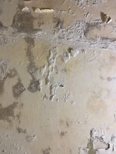 Best Post-Flood Mold Remediation in West, TX