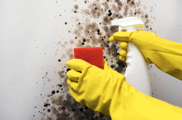 Best Mold Testing and Inspection Services in West, TX