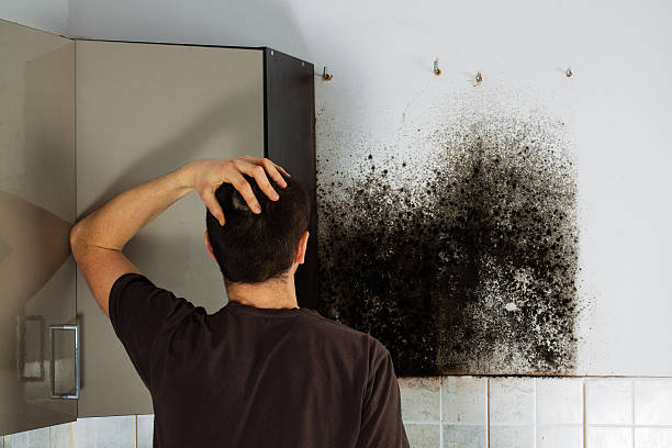 Best Crawl Space Mold Remediation in West, TX