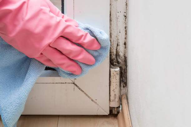 Best Basement Mold Remediation in West, TX