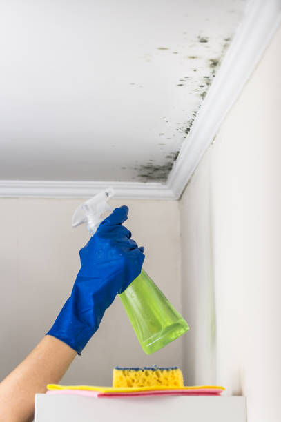 Best DIY Mold Remediation Support Services in West, TX