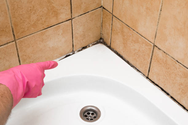 Best Attic Mold Remediation in West, TX